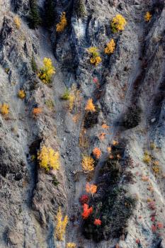 Autumn colored trees on mountainside in British Columbia