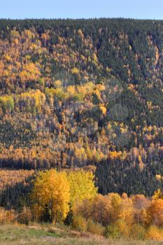 colorful trees during British Columbia autumn