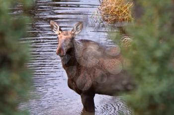 Cow moose standing in Yukon stream