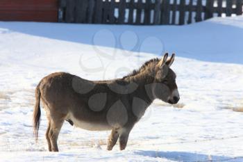 Donkey in the snow winter Canada