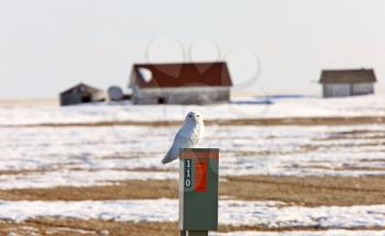 Snowy Owl on Post and Farmyard Saskatchewan
