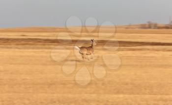 Panned Blurred Photo of Deer Running