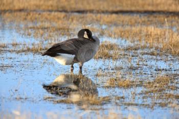 Canada Goose in Wet Farmers Field