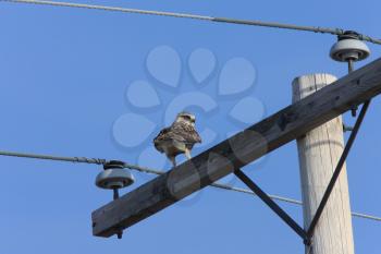 Rough Legged Hawk on Pole