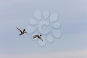 Northern Pintail Ducks in Flight