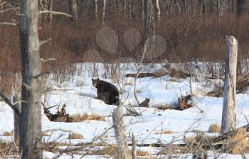 Black Bear and Cub near Den Winter Canada