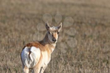 Prairie Antelope Portrait Saskatchewan Canada