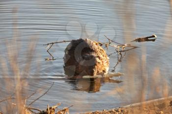 Beaver Chewing on Branch Saskatchewan Canada