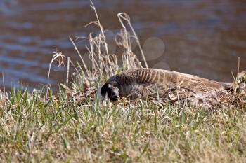 Canada Goose Laying on Eggs