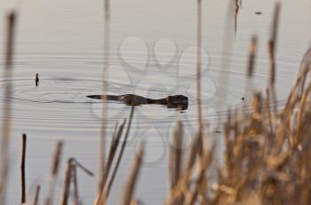 Beaver at Dusk Saskatchewan Canada