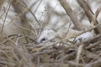 Great Horned Owl Babies in Nest