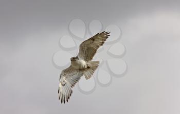 Ferruginous Hawk in flight Saskatchewan Canada