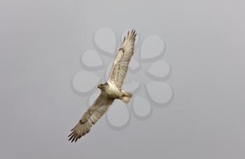 Ferruginous Hawk in flight Saskatchewan Canada