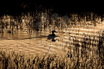 Sillouette of Duck in Pond Sunset Saskatchewan Canada