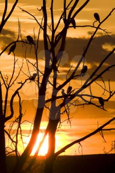 Cormorants in Tree at Sunset