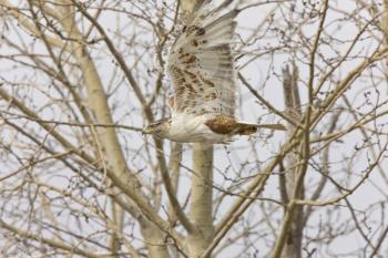 ferruginous hawk in flight at nest Saskatchewan Canada