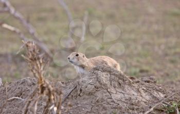 Prairie Dog in the Grasslands Saskatchewan