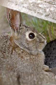 Bush Rabbit Bunny Saskatchewan Canada