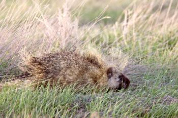 Porcupine in field Saskatchewan Canada