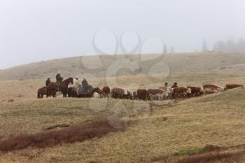 Cattle Herding by Horseback in the Mist Cyprus Hills Canada