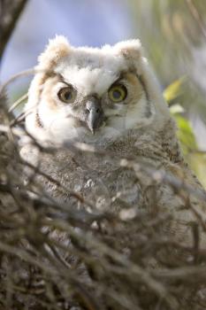 Great Horned Owl Babies Owlets in Nest