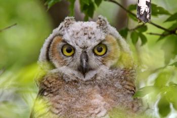  Great Horned Owl fledgling perched in tree