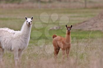 Adult and young lamas in Saskatchewan pasture