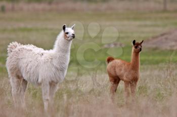 Adult and young lamas in Saskatchewan pasture