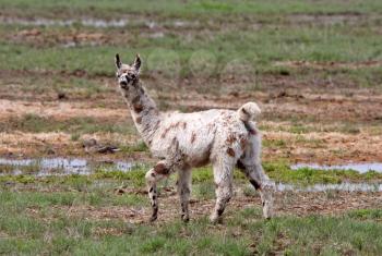Lama in rain soaked pasture