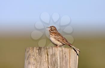 Song Sparrow perched on post