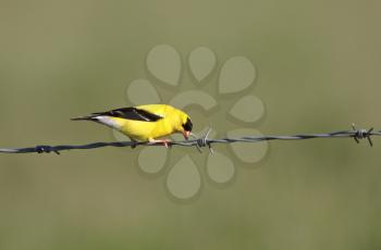 American Goldfinch perched on wire