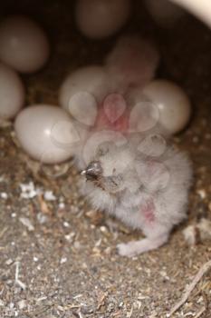 Burrowing Owl eggs and chicks