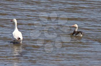 Snow Geese on Manitoba lake
