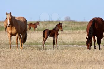 Foal with mares in Manitoba pasture