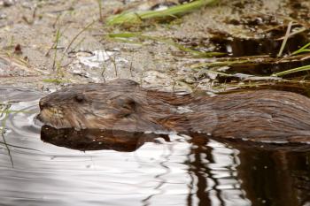 Beaver in roadside pond