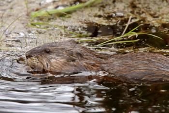 Beaver in roadside pond