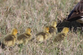 Canada Geese parent with goslings in grass