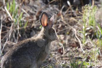 Cottontail Rabbit in Northern Manitoba