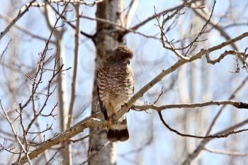 Broad winged Hawk perched on tree branch