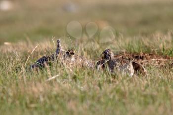 Sharp tailed Grouse at lek finding dominate male