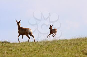 Mule Deer doe and fawn in Saskatchewan