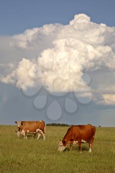 Storm clouds behind Saskatchewan cattle