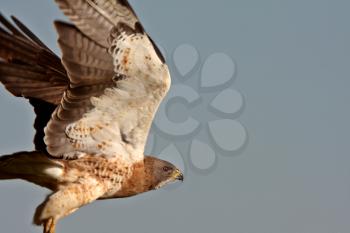 Swainson's Hawk taking flight in Saskatchewan
