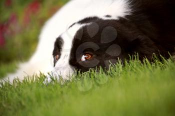Dog on lawn eyeing the photographer