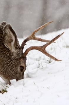 Mule Deer buck grazing in winter
