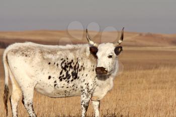 Longhorn steer in Saskatchewan pasture
