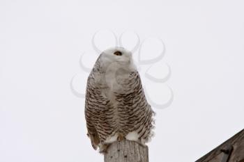 Female Snowy Owl perched on power pole
