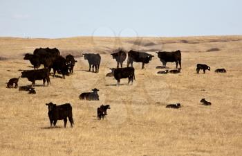 Young calves with cattle herd in early spring