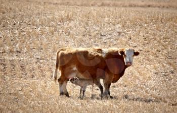 Young calf suckling mother in early spring