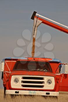 Auger loading grain in farm truck